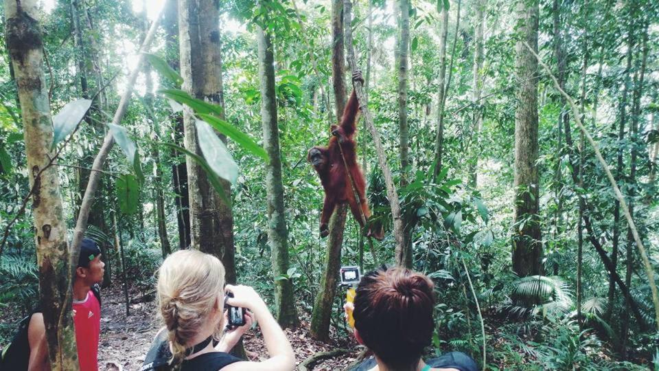 Orangutantreksumatra & Lovely Jungle Lodge Only Book If You Are Treking With Us Bukit Lawang Luaran gambar
