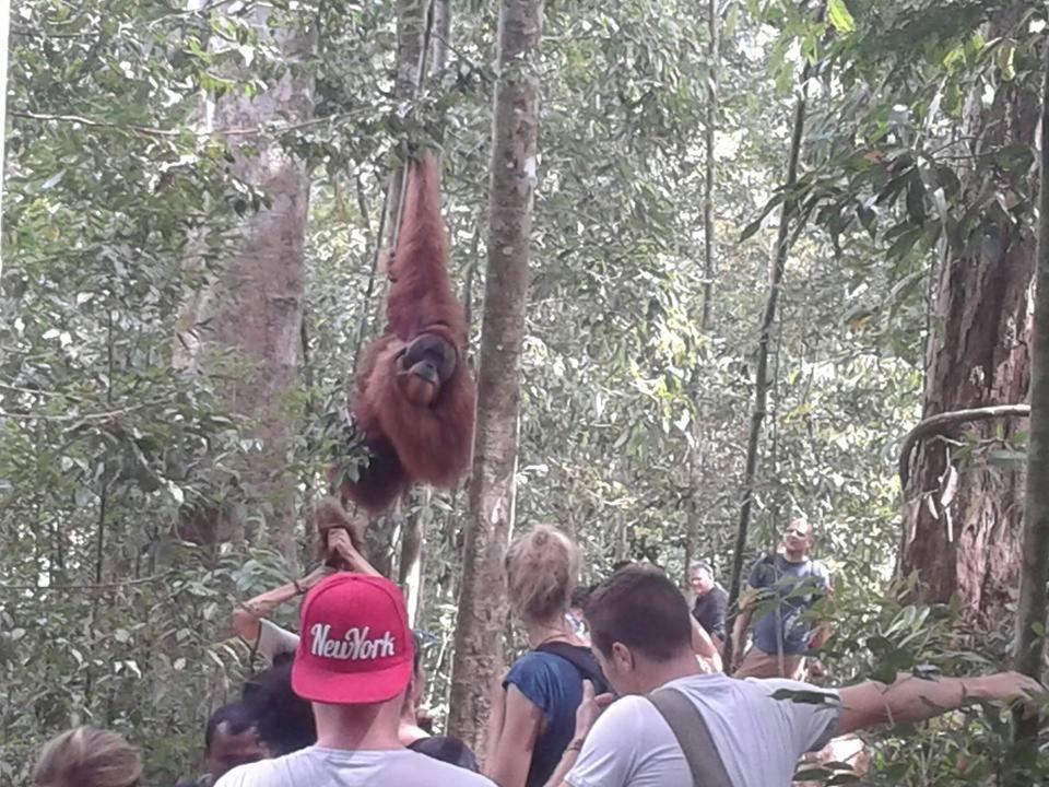 Orangutantreksumatra & Lovely Jungle Lodge Only Book If You Are Treking With Us Bukit Lawang Luaran gambar