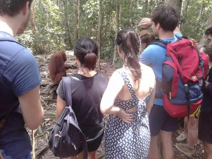 Orangutantreksumatra & Lovely Jungle Lodge Only Book If You Are Treking With Us Bukit Lawang Luaran gambar