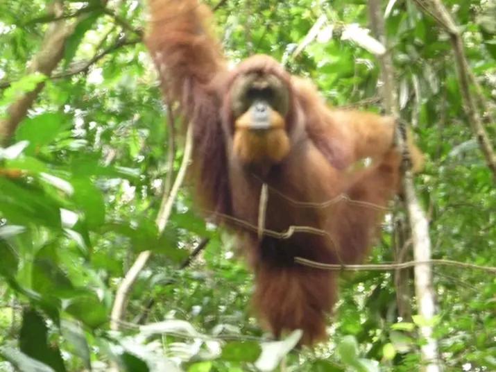 Orangutantreksumatra & Lovely Jungle Lodge Only Book If You Are Treking With Us Bukit Lawang Luaran gambar