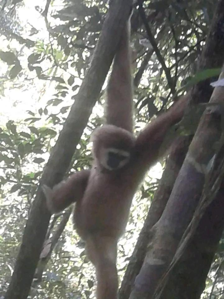 Orangutantreksumatra & Lovely Jungle Lodge Only Book If You Are Treking With Us Bukit Lawang Luaran gambar